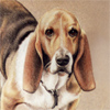 Bassetts
