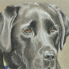 BlackLabs