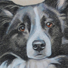 Border Collies